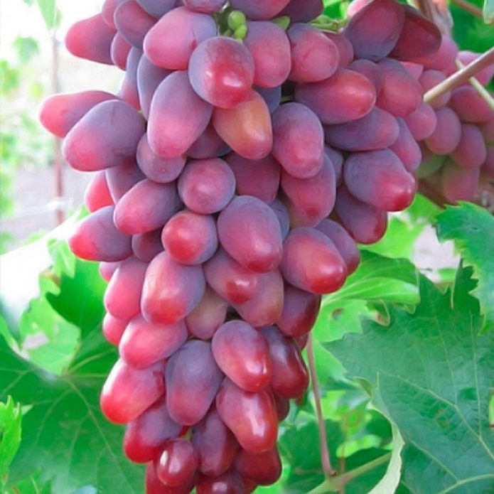 Gebogen tros druiven