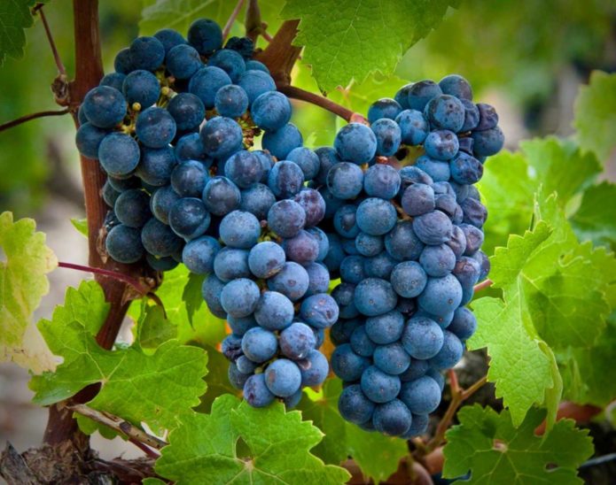 Cabernet Sauvignon vynuogės