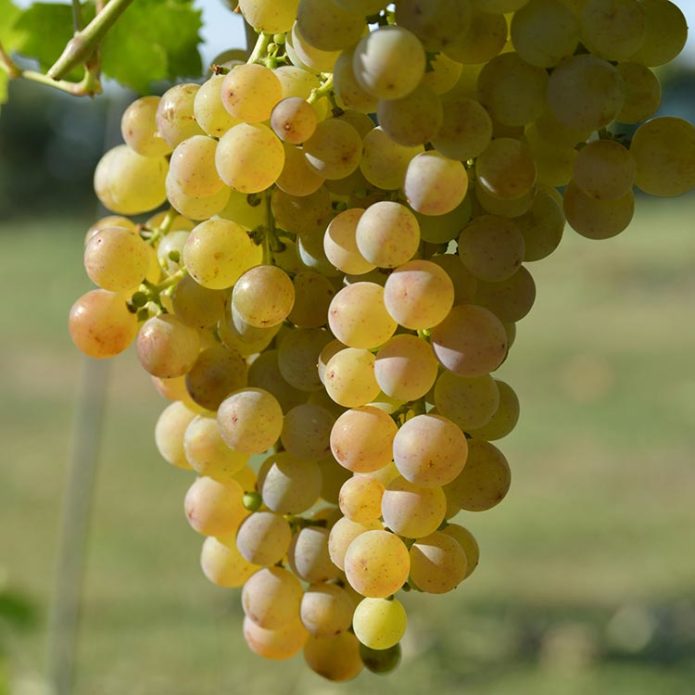 Valkoiset Muscat-viinirypäleet