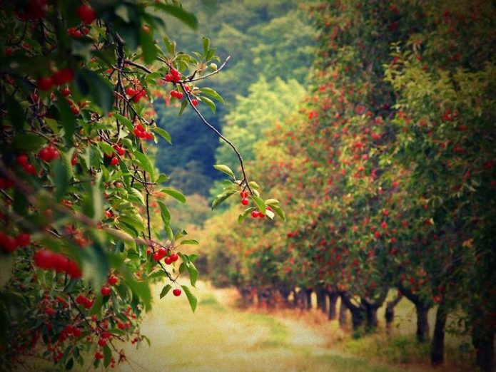 Vyšnių sodas