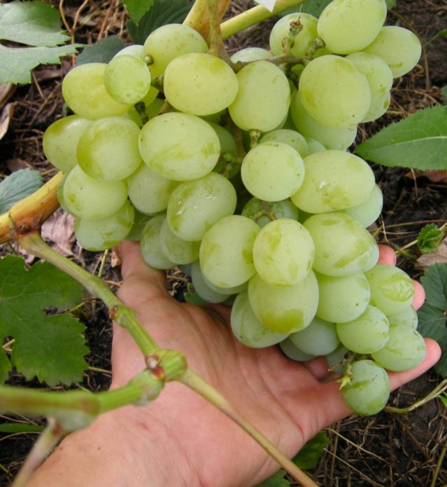 Гроздова грозде Талисман