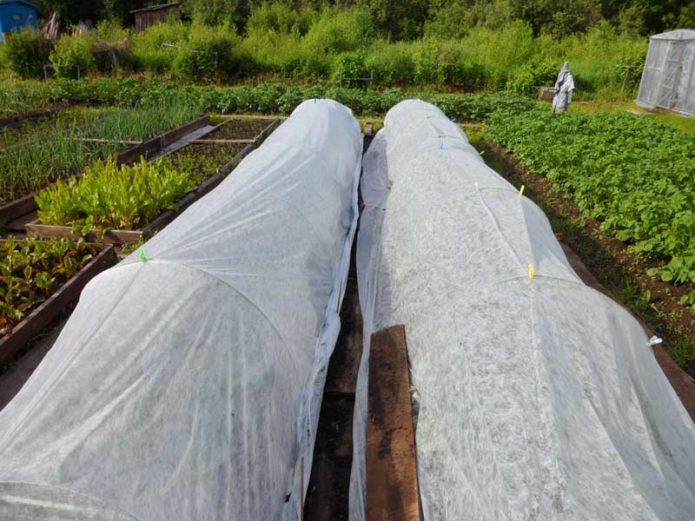 Refugio de plántulas de repollo plantadas con agrofibra.