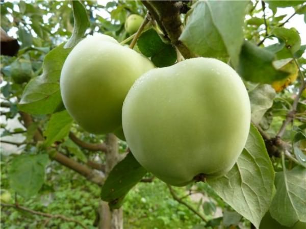 Сорт ябълка Papirovka