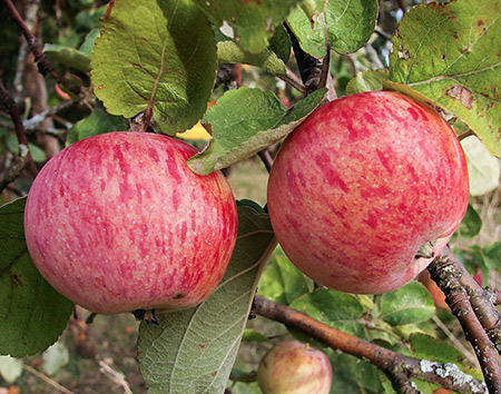 Сорт ябълка Есен на райета