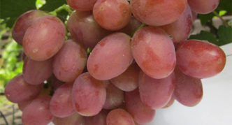 Rano gurmansko grožđe