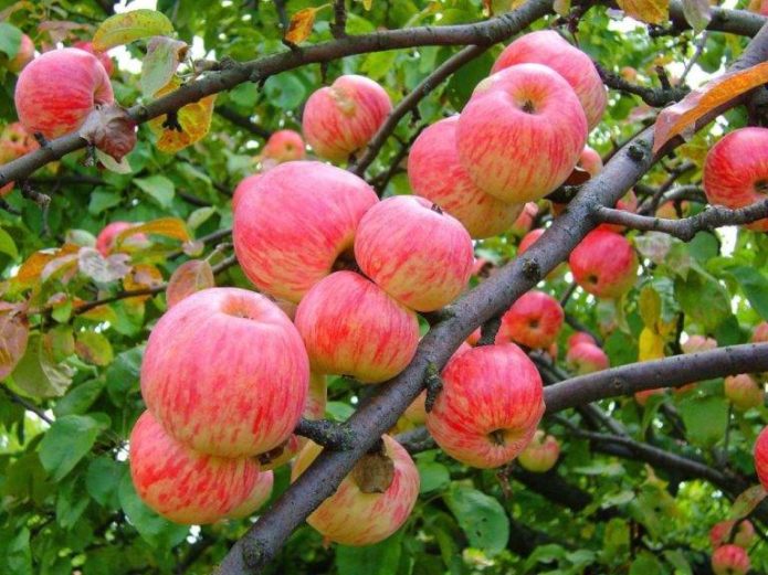 Letnia odmiana jabłka Melba