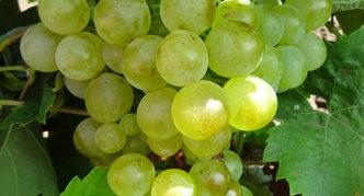 Galan grožđe