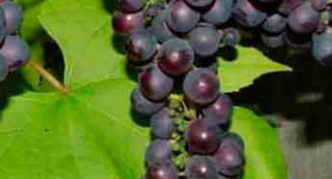 Michurinets de uva