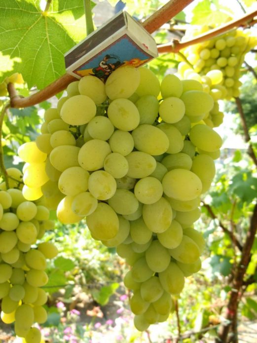 Грозде грозде Плевен