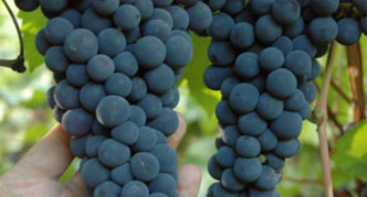 Amūro proveržio vynuogės
