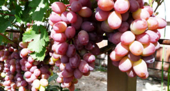 Lucy crveno grožđe