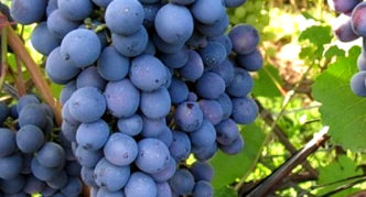 Agaat Donskoy-druiven