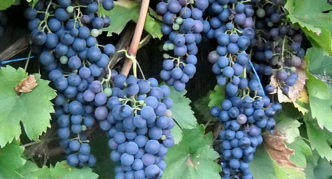 Saperavi North grapes