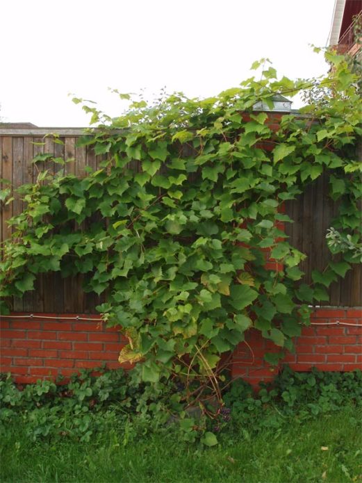 Vynuogės prie tvoros