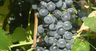 Musta Livadia-viinirypäle