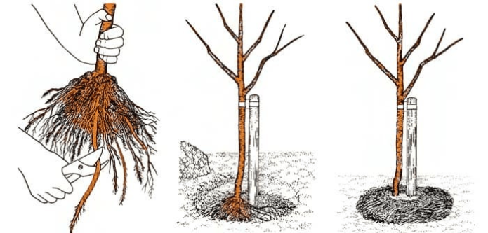 Esquema de plantación de árboles