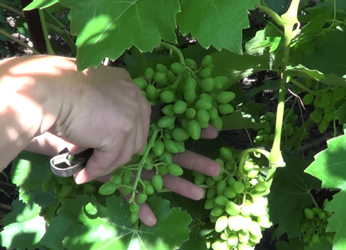 Diradamento dei grappoli d'uva in un percorso
