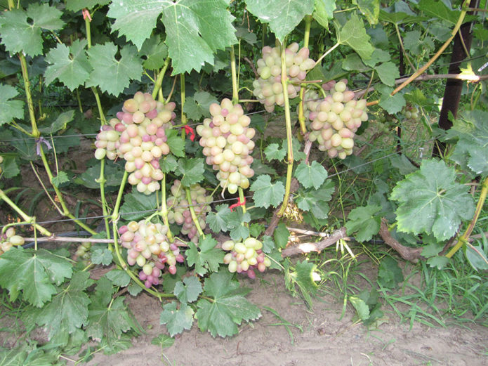Sofia grape bush