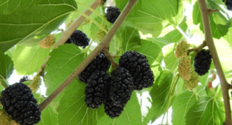 Cabang mulberry putih dengan buah-buahan hitam