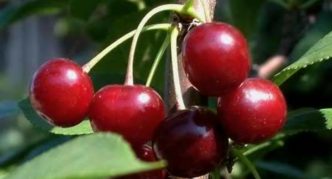 Vyšnių veislė „Bystrinka“