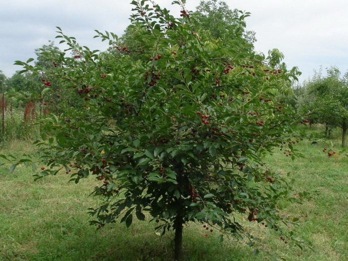 дрво трешње
