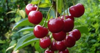 Ang mga varieties ng Cherry Lyubskaya