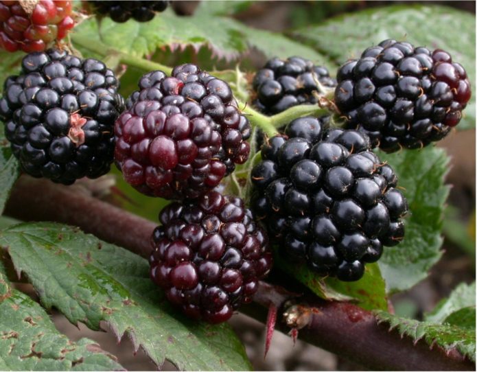 Blackberry Thornfree