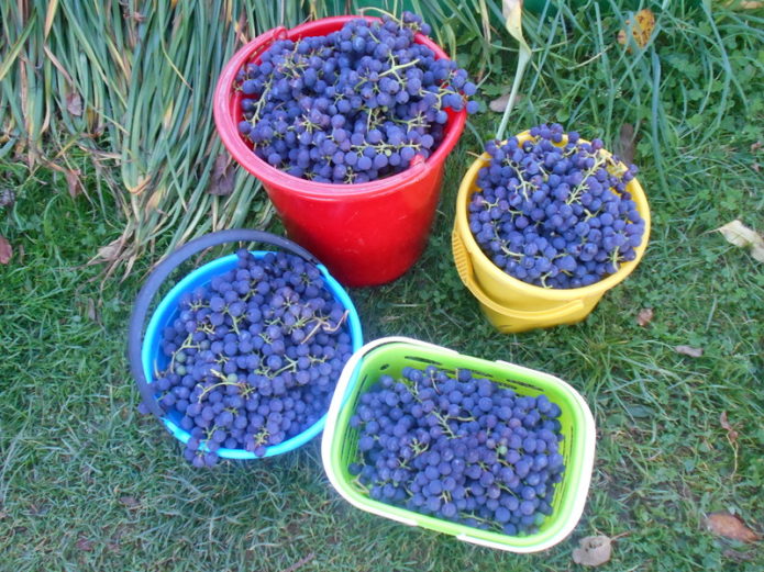 Alfa vynuogių derlius