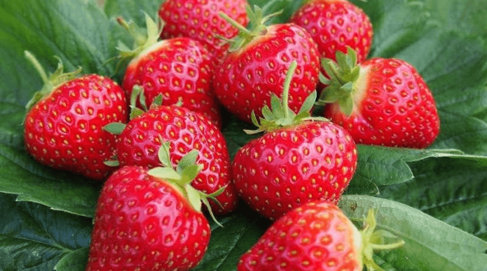 Hardin strawberry
