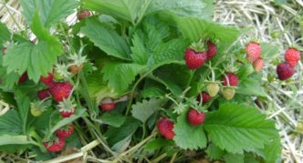 Ali Baba's strawberries