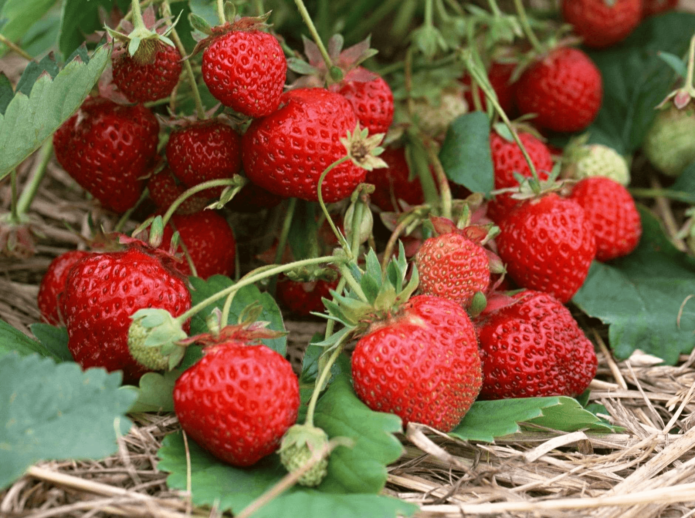 Φράουλες Kokinskaya Zarya