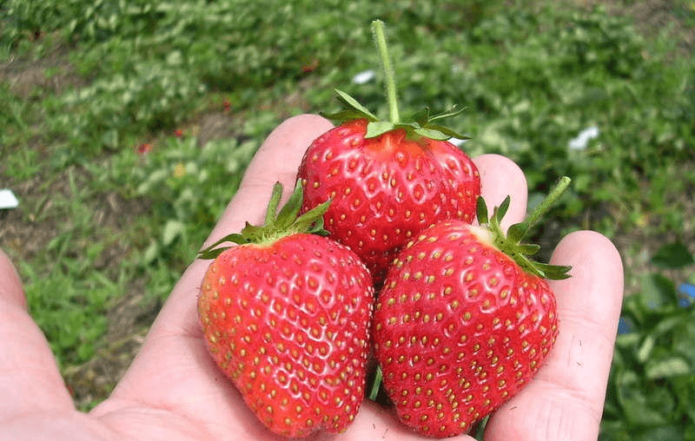 Strawberry Vima Xim