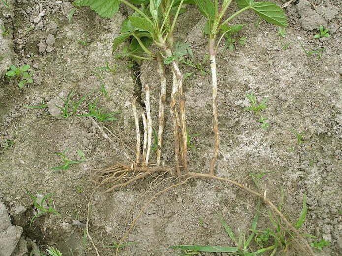 Roots ng blackberry