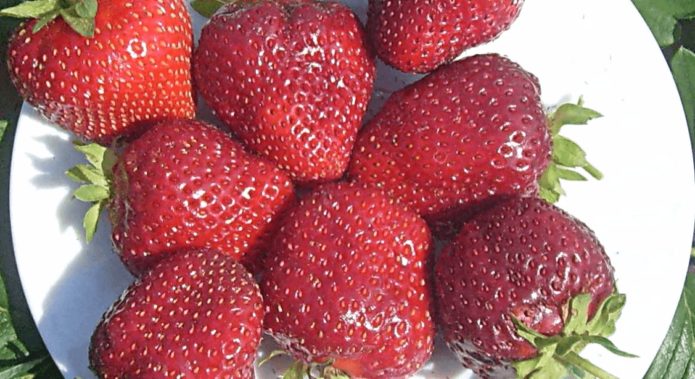 Wim Rin's strawberries