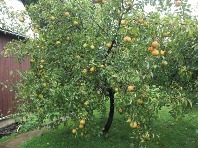 Pear dalam Kenangan Yakovlev