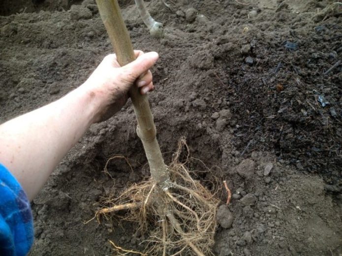 Cómo colocar el sistema de raíces de una plántula en un agujero.