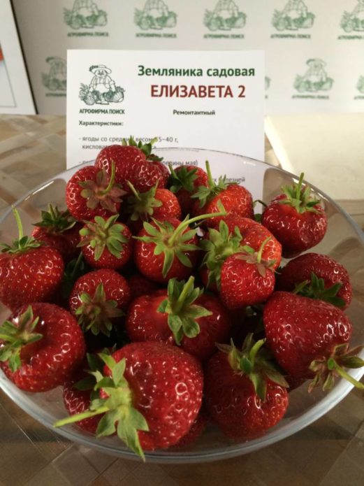 Strawberry berries Elizabeth