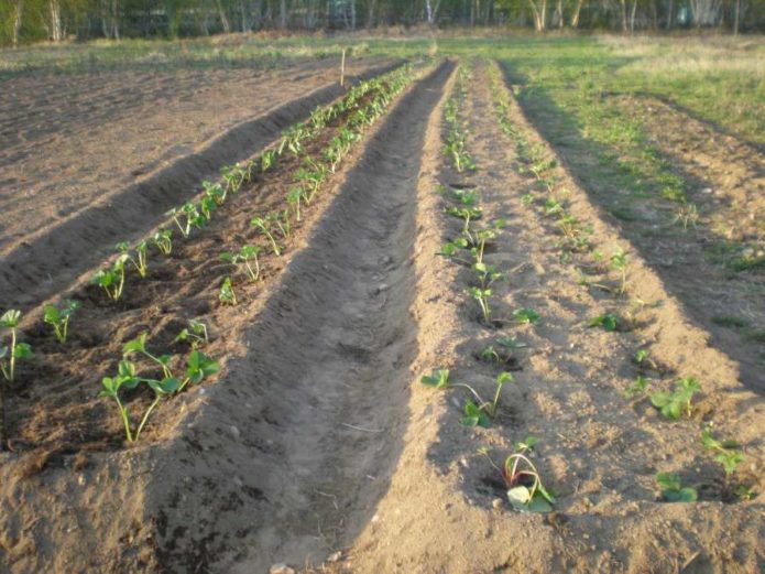 Sadzenie truskawek w dwóch rzędach