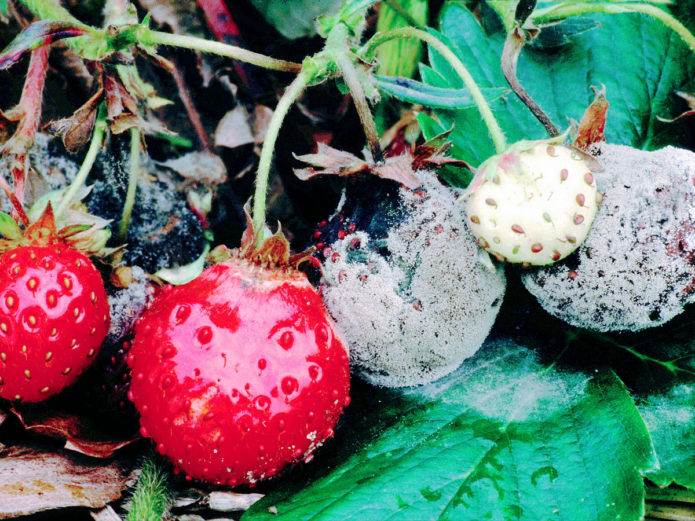 Căpșuni afectate de putregai gri