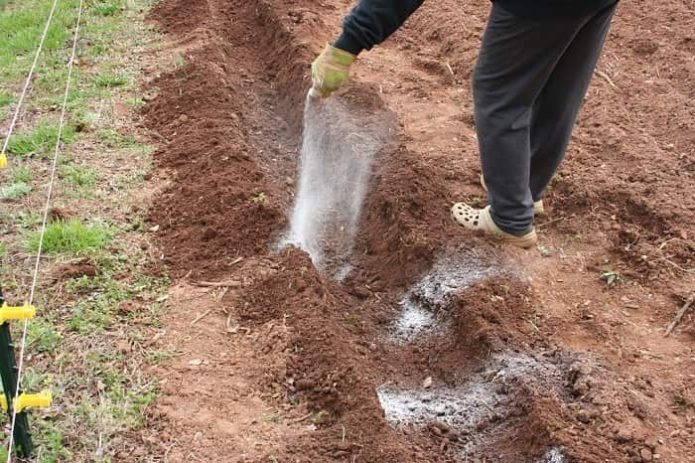 Fertilizar papas en el hoyo al plantar.