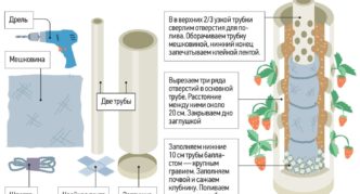 Rörberedningsschema för vertikal odling av jordgubbar