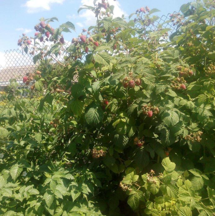 Raspberry bush hussar
