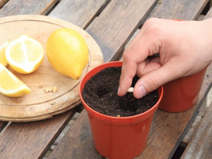 Planter des noyaux de citron