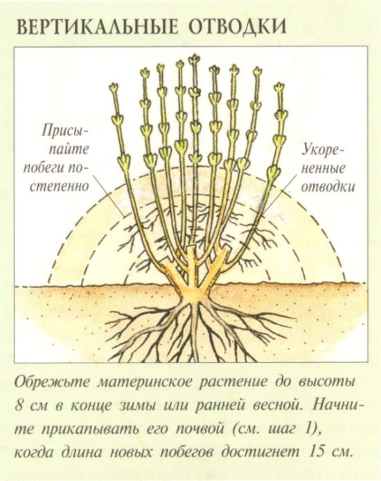 Stachelbeer-Vermehrungsschema mit vertikalen Schichten
