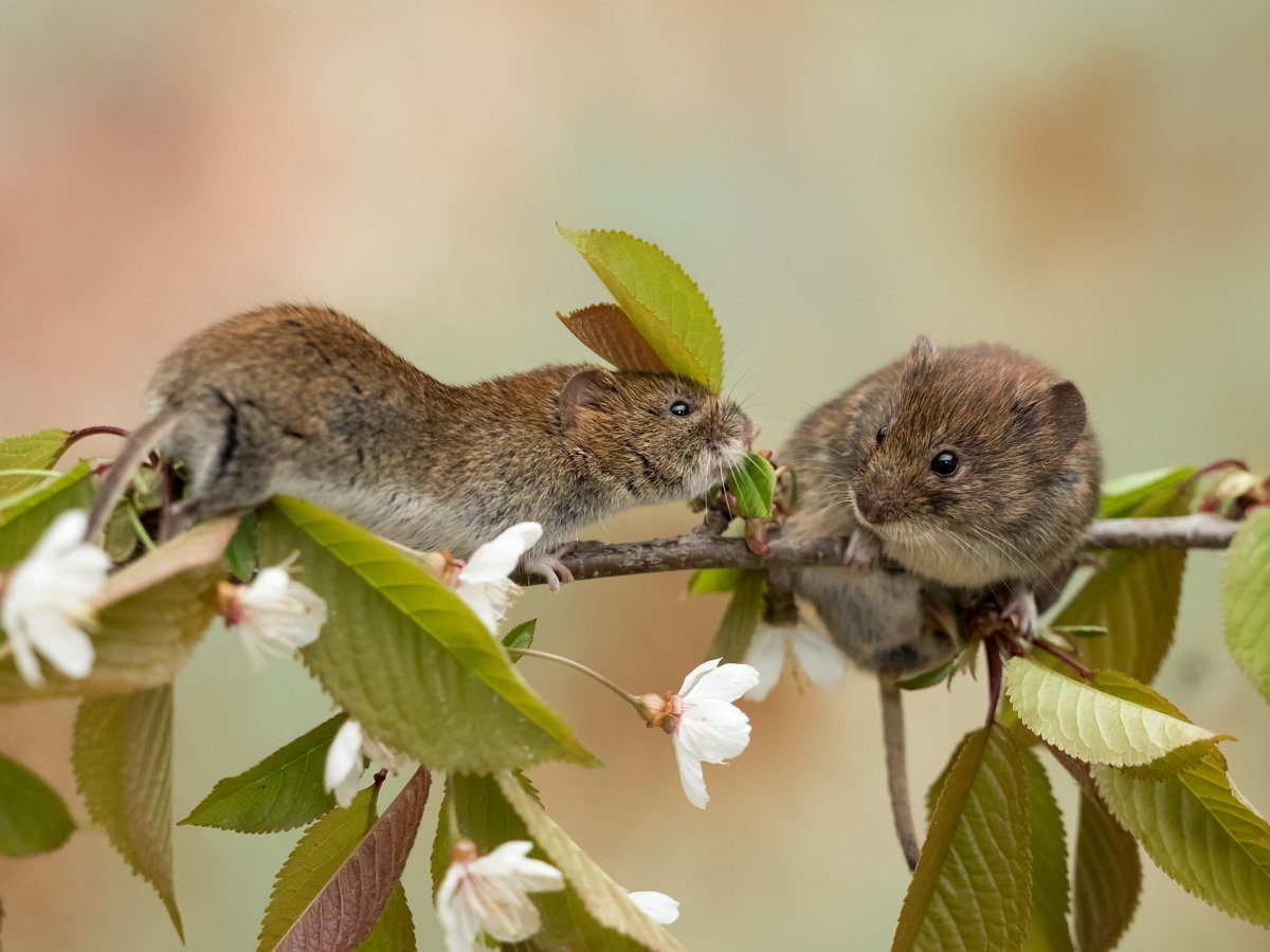 Appelboom geknaagd door muizen