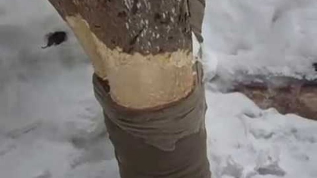 Връзване на чорапогащи от дърво