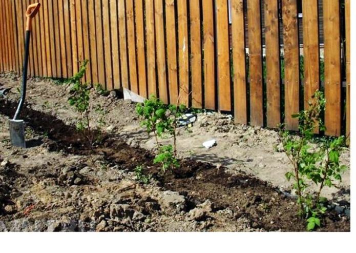 Plantera hallon längs staketet