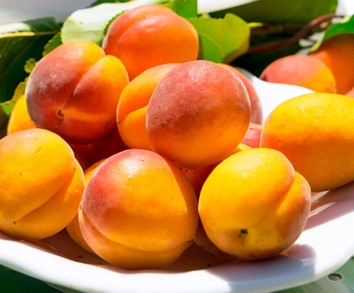 Apricot fruits Triumph North in a plate