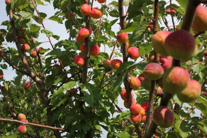 Abrikosų vaisiai ant medžio