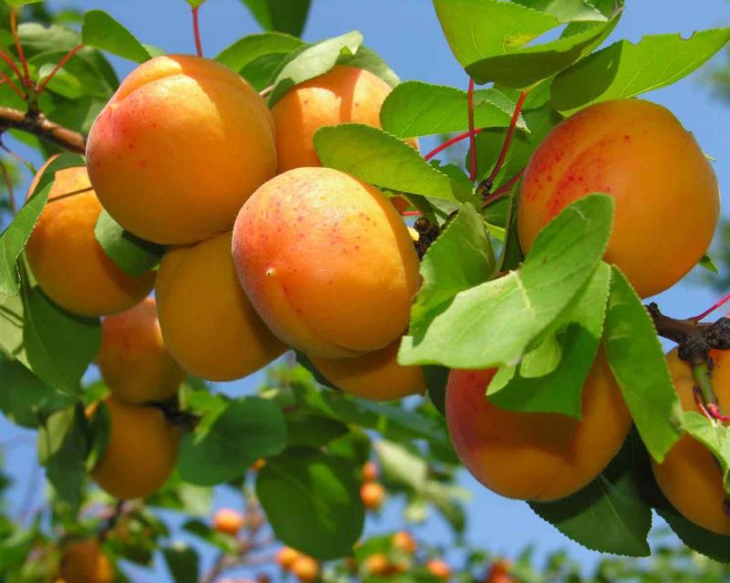 Apricot Triumph North - опознаване на сорта
